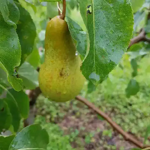 Jargonelle Pear